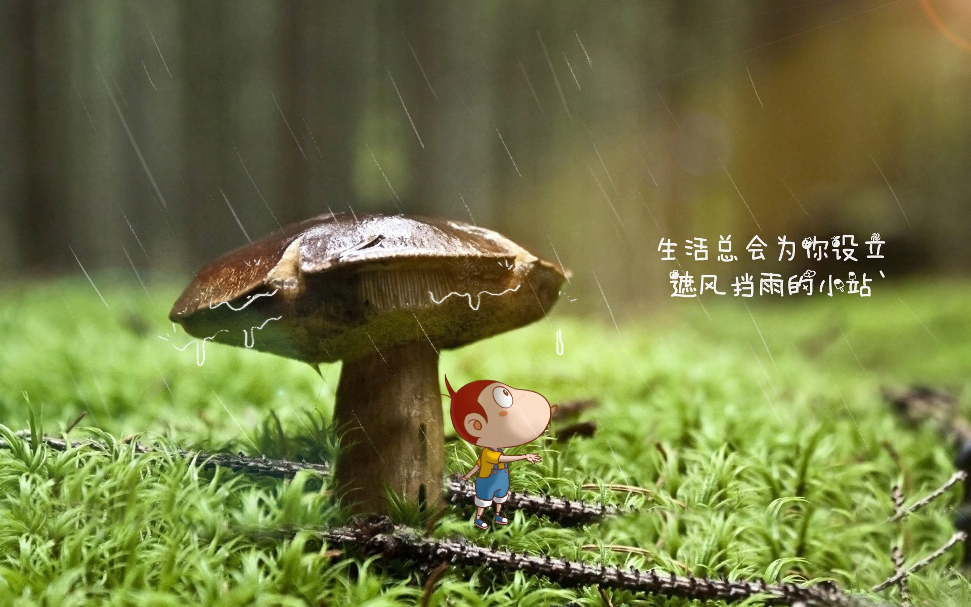 凯尔特人球队替补贡献持续上升，凯尔特人队球员