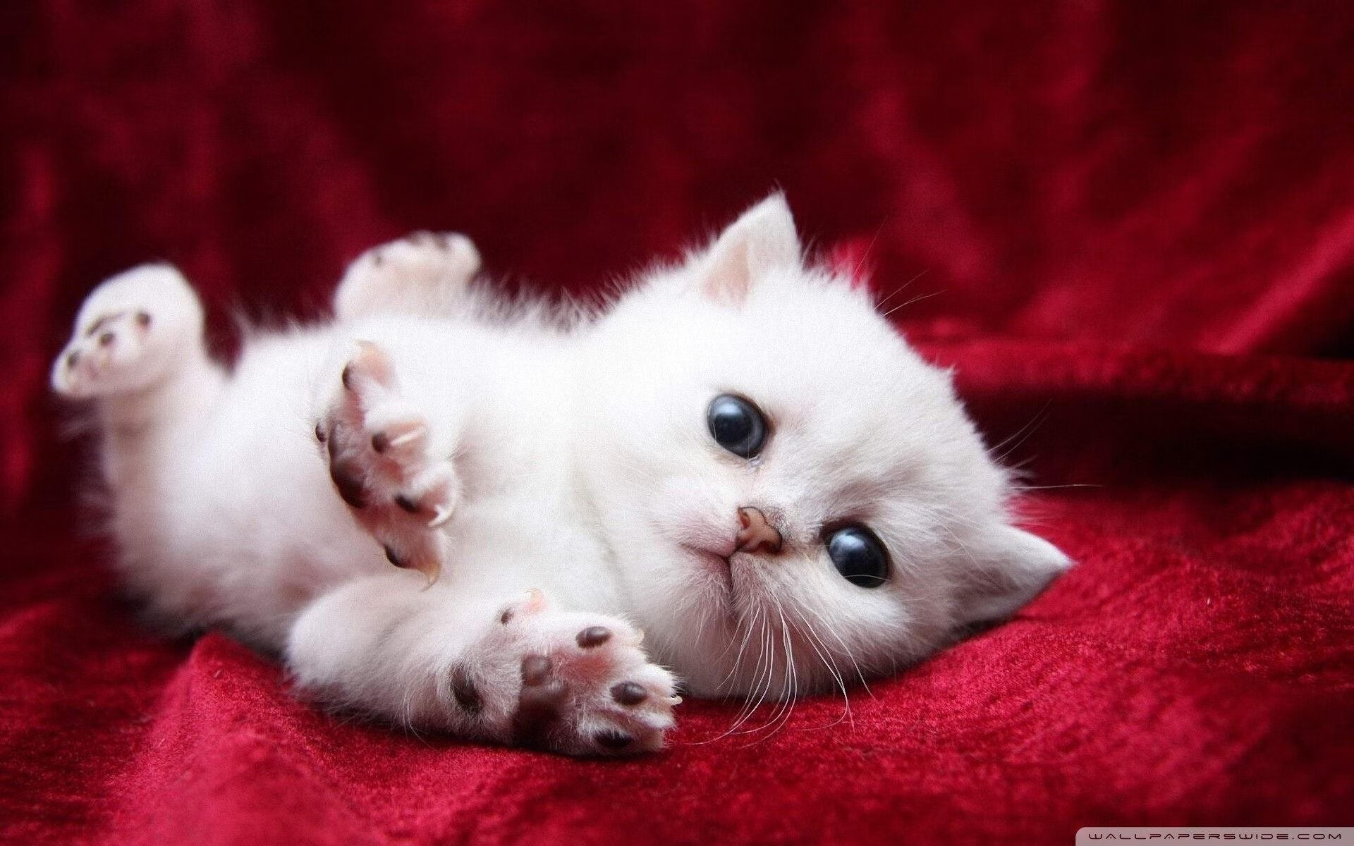 中小学体育课教学目标达成度评估与优化，小学体育教学质量目标