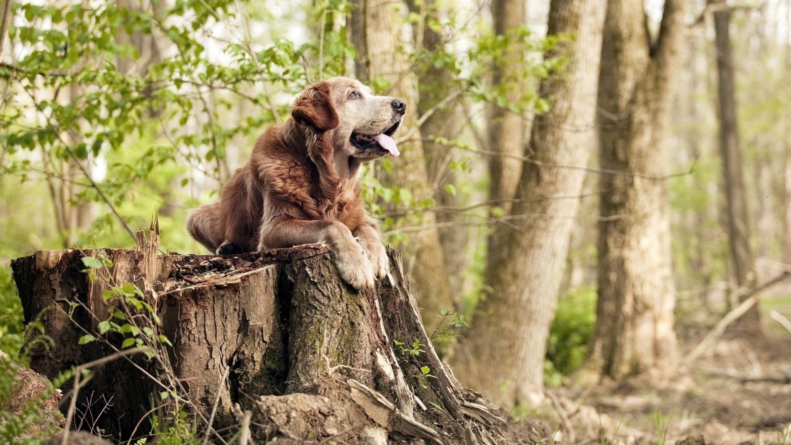 篮球专项技能动作捕捉与技术应用,篮球动作技术要领