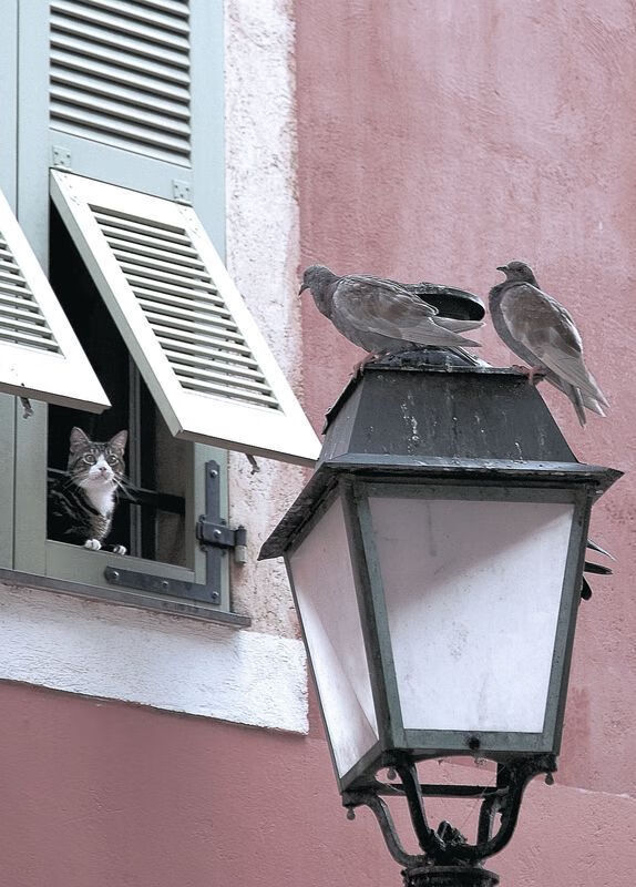 篮球训练计划科学制定及执行效果跟踪研究，简述篮球训练计划制定步骤