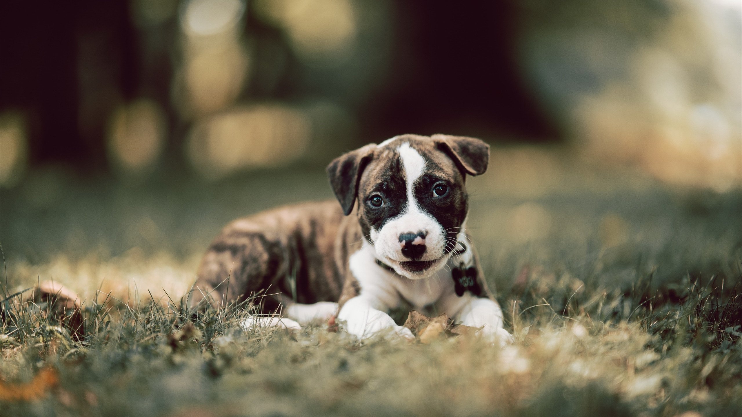 西甲球队数据可视化在比赛战术调整中的应用，西甲过人数据