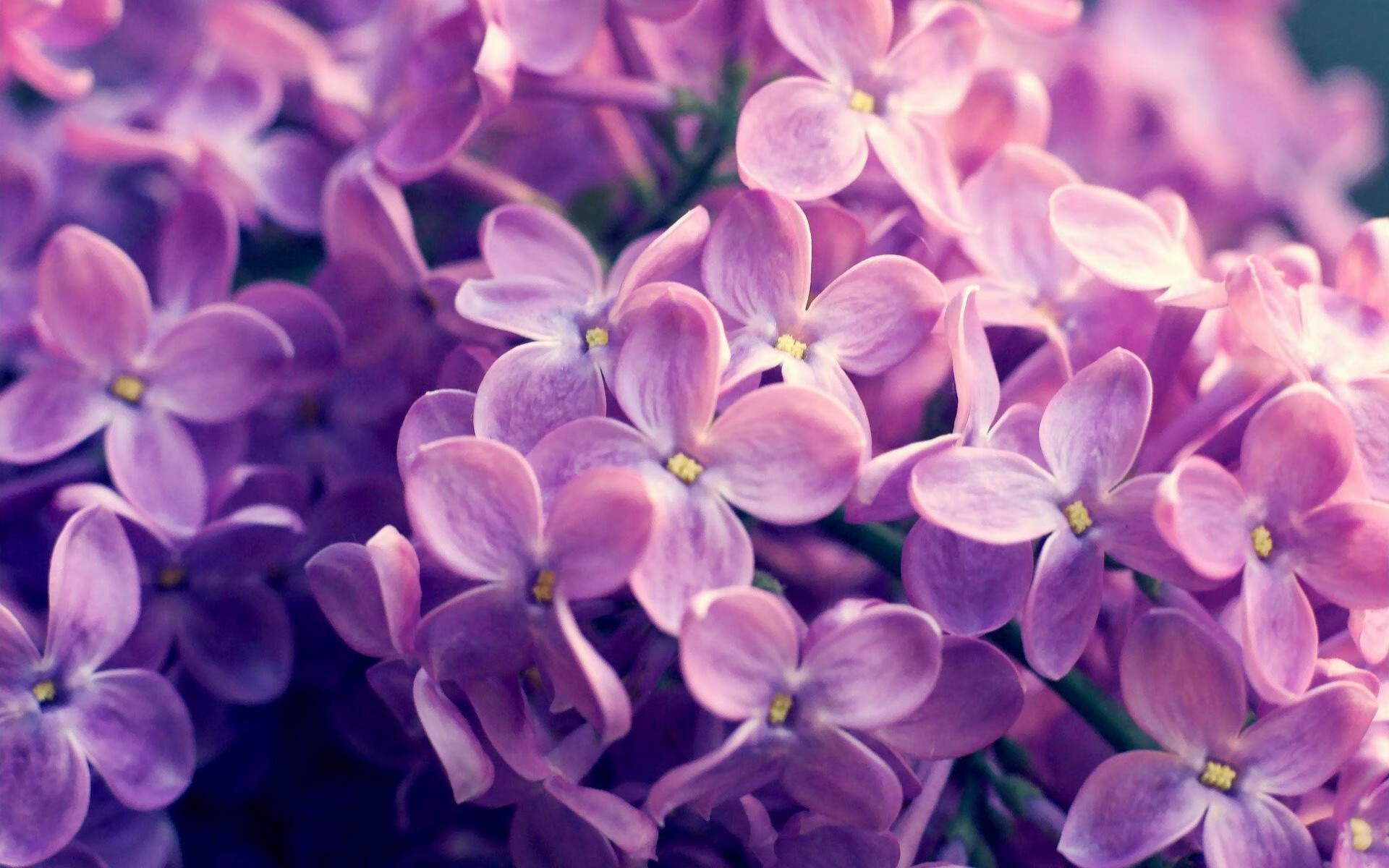 高校体育师资队伍建设及专业发展研究,高校体育教师师生比例是多少